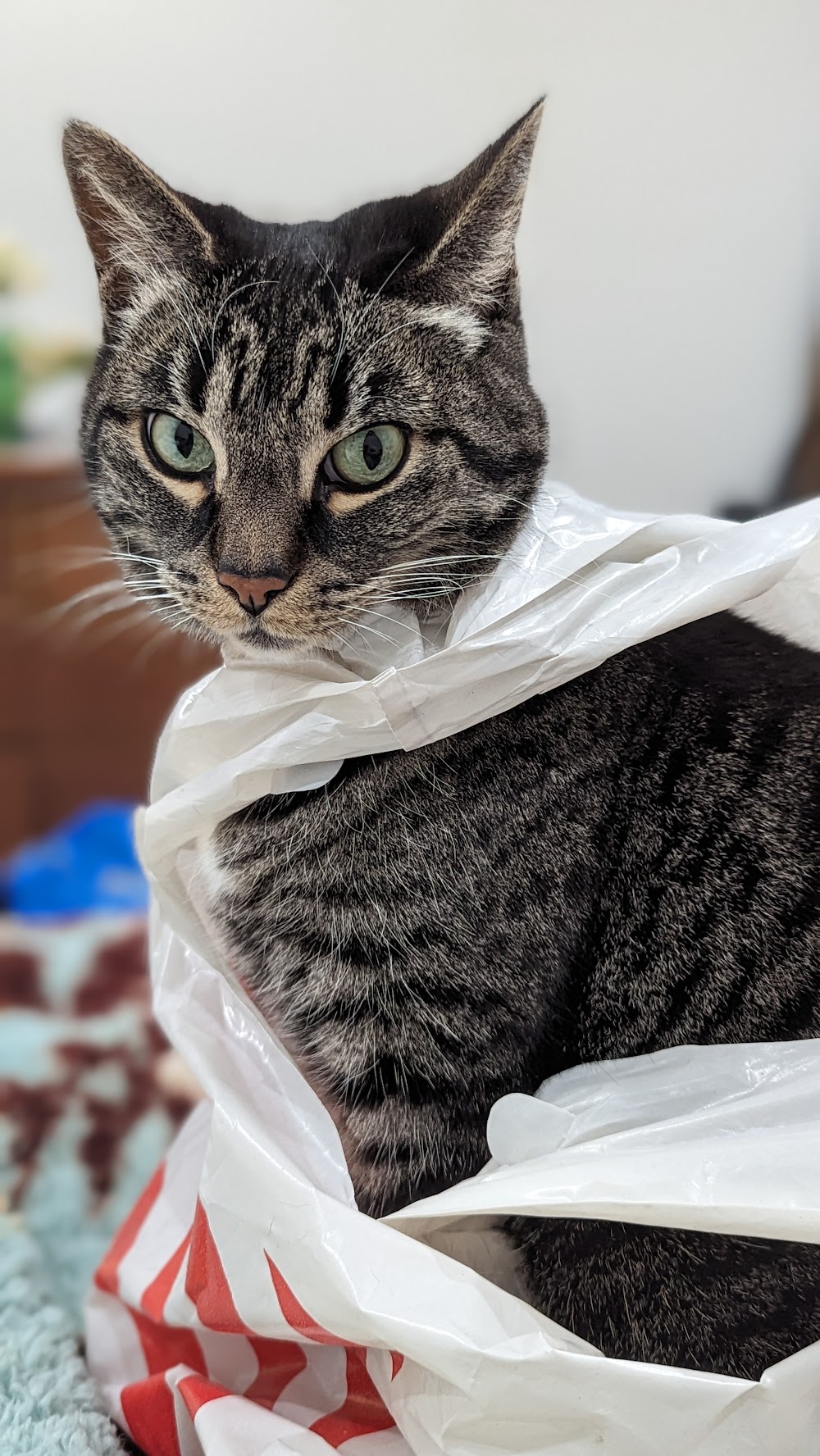 Jean Grey wearing the latest in cat fashion, Target bag chic.